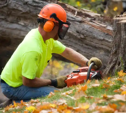 tree services St. Martin